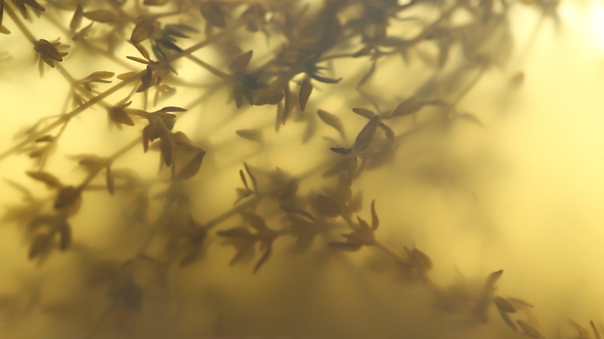 Thyme Oil Sous Vide Recipe ChefSteps