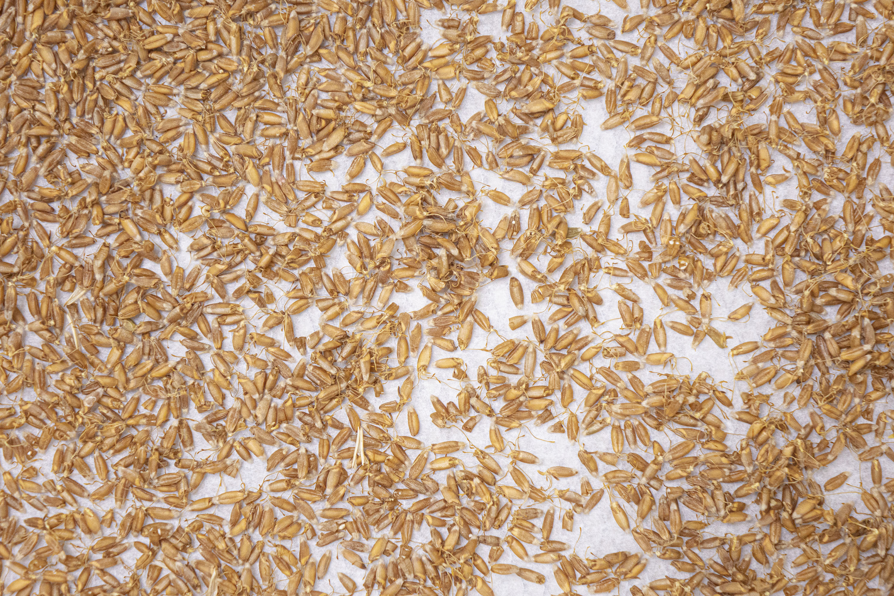 How to Malt Your Own Grains ChefSteps