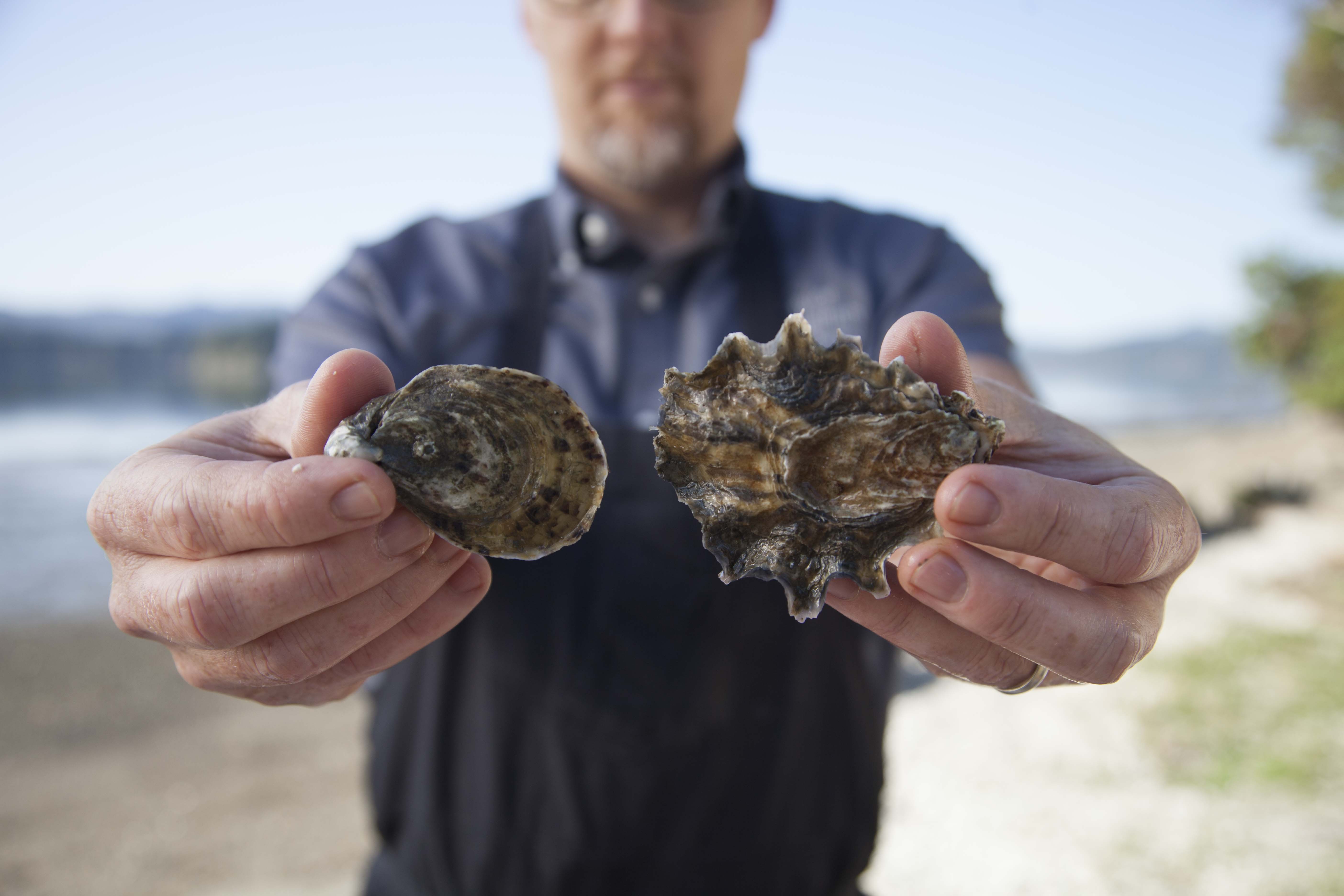 How to Pick the Best Oysters, With Marco Pinchot of Taylor Shellfish