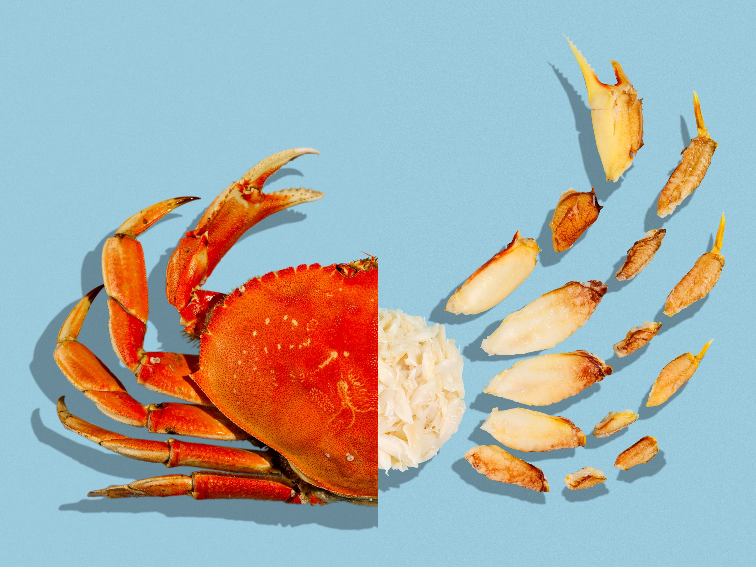 dungeness-crab-guide