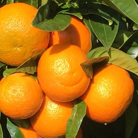 Seville (sour) orange juice Ingredient ChefSteps