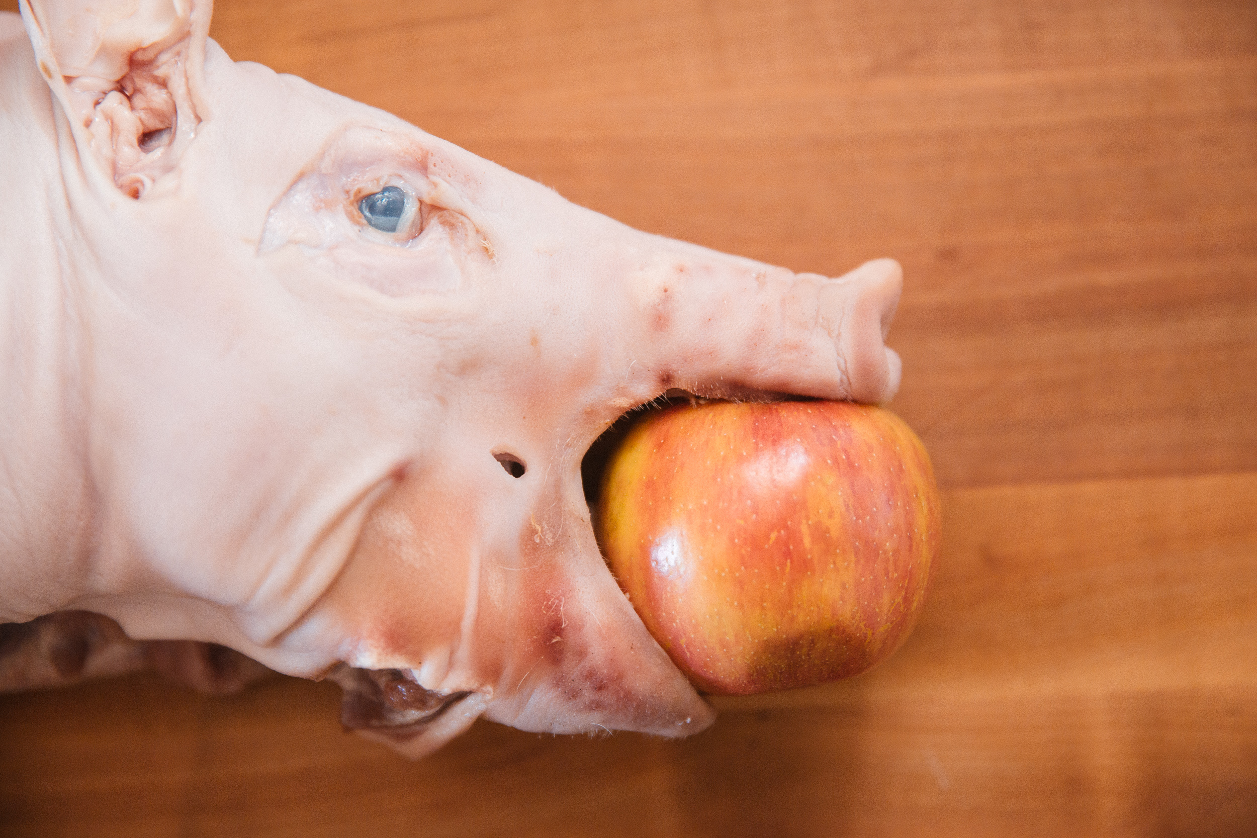 Tender, CrispySkinned Whole Suckling Pig Sous Vide Recipe ChefSteps