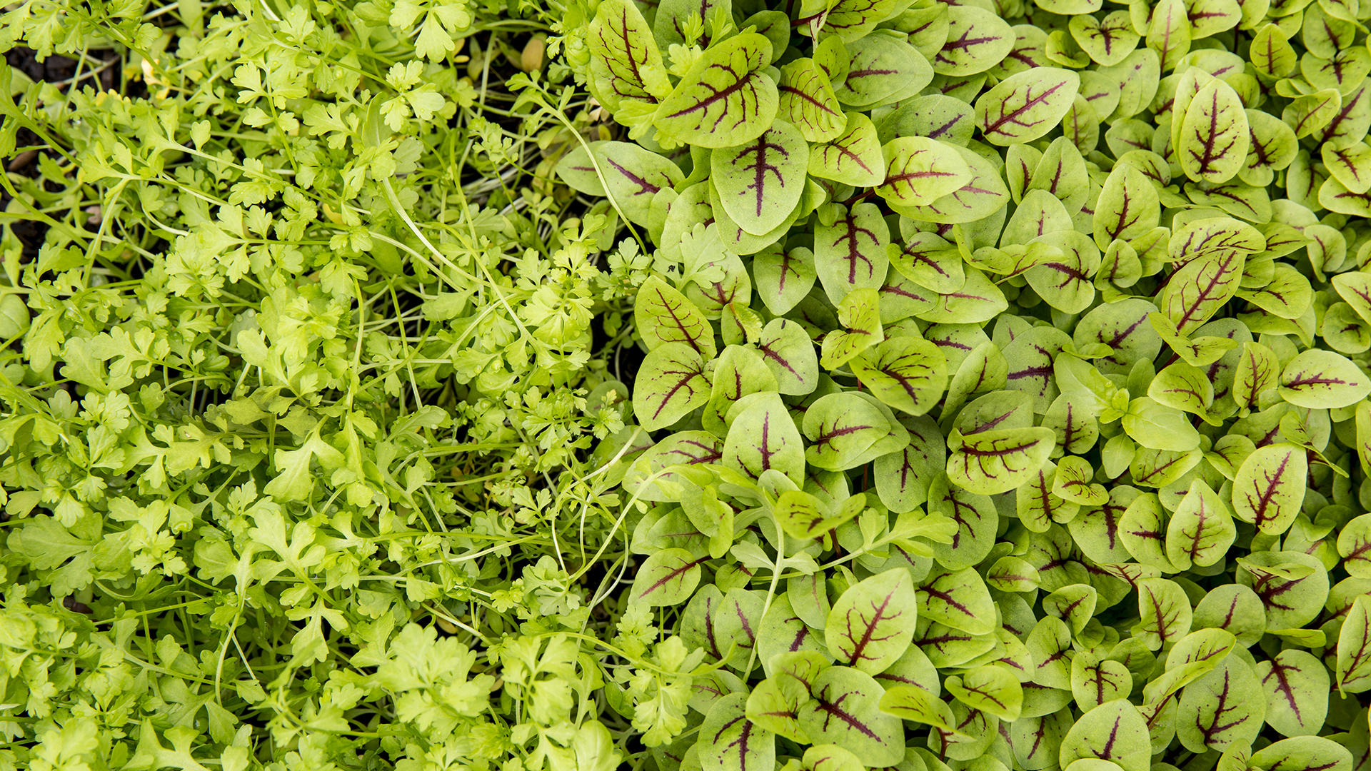 convert?fit=crop&w=120&h=120&quality=100&cache=true&rotate=exif&compress=true