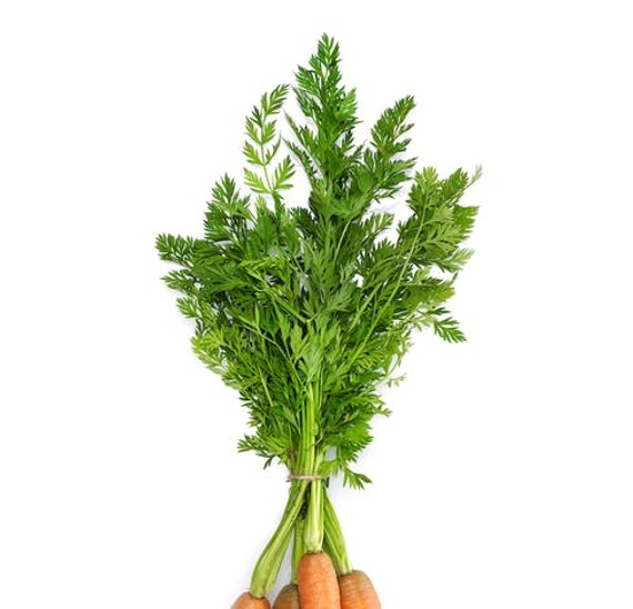 Carrot Tops Ingredient Chefsteps