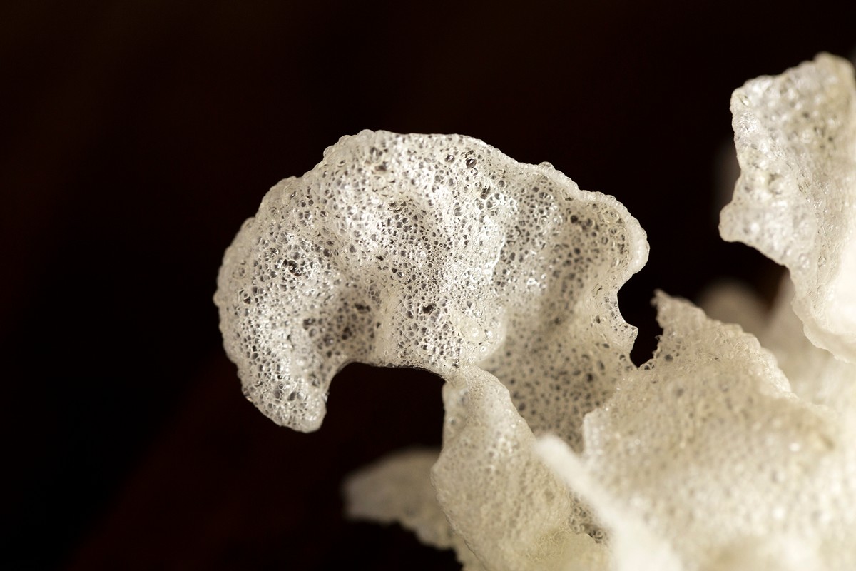 cantaria beetle fly pattern