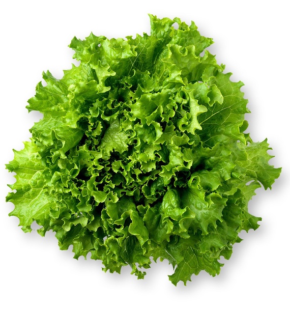 Green leaf lettuce Ingredient ChefSteps