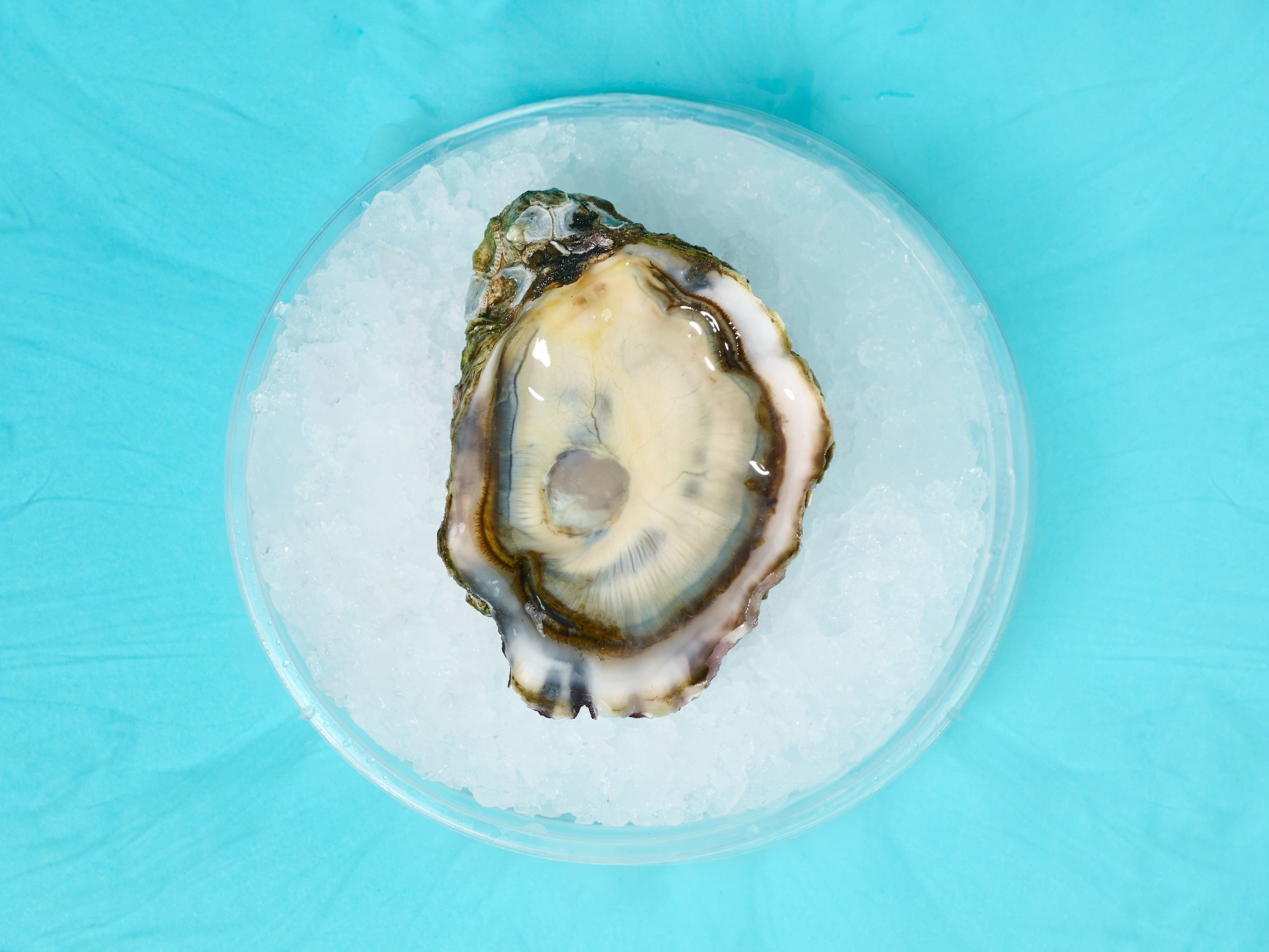 How to Shuck Oysters Four Ways
